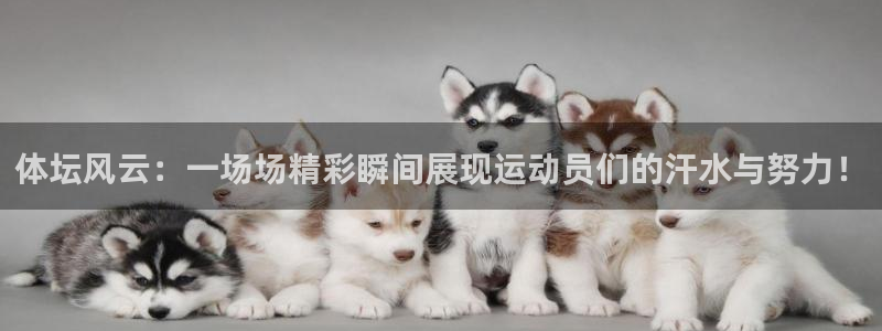 vsport体育官网下载招商电话是多少啊